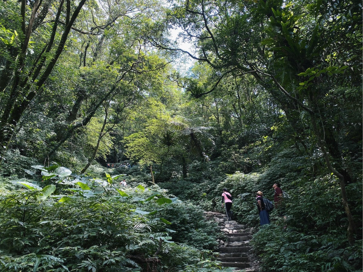 抹茶山