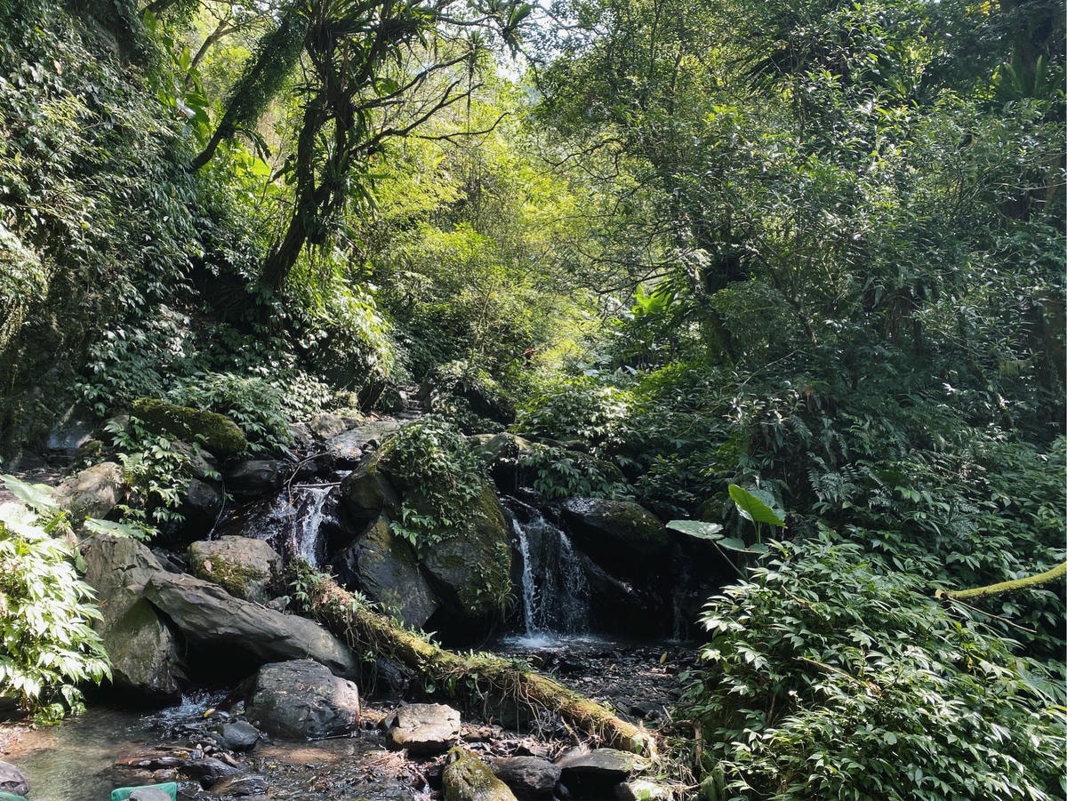 抹茶山